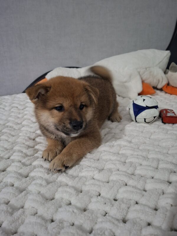 Tits Shiba Inu Tits Shiba Inu