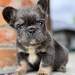 Titto-male-French-Bulldog-puppy-for-sale-1