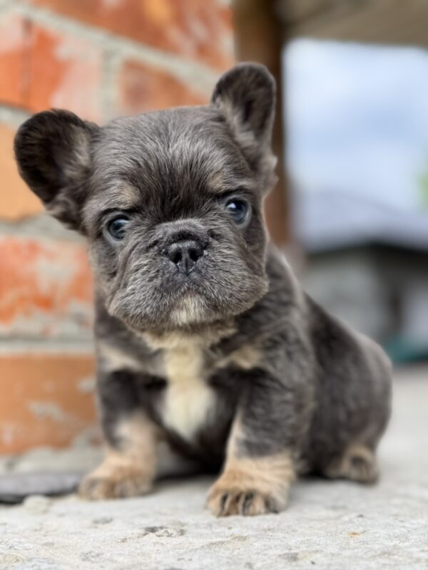 Titto Fluffy French Bulldog Titto Fluffy French Bulldog