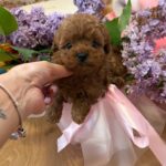 Tizian-male-Maltipoo-puppy-for sale-1
