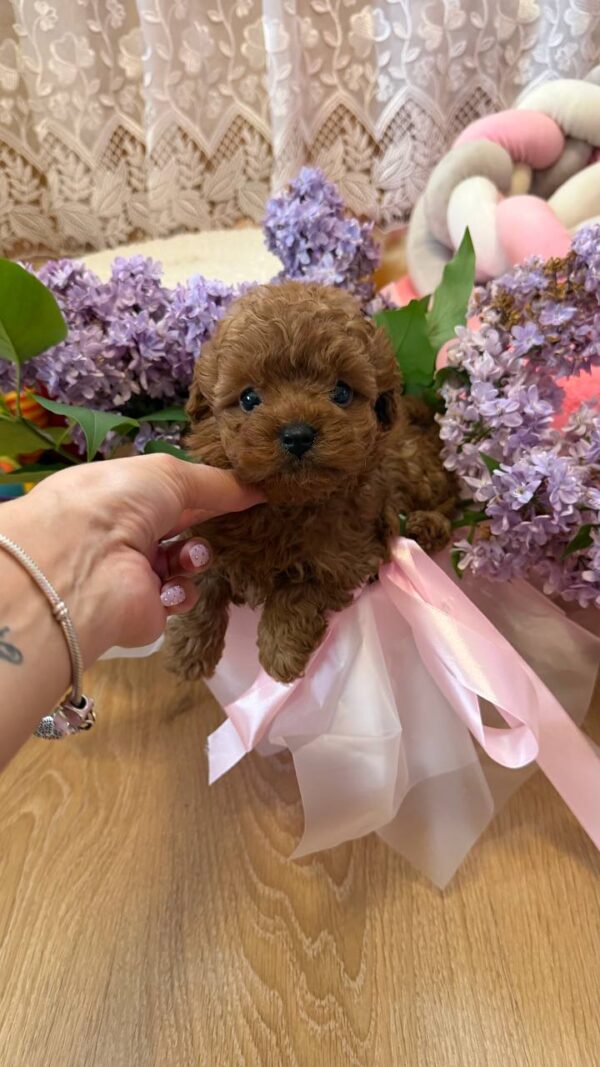 Tizian Maltipoo Tizian Maltipoo