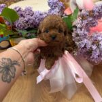 Tizian-male-Maltipoo-puppy-for sale-2