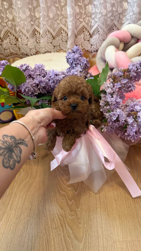 Tizian Maltipoo Tizian Maltipoo