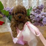 Tizian-male-Maltipoo-puppy-for sale-3