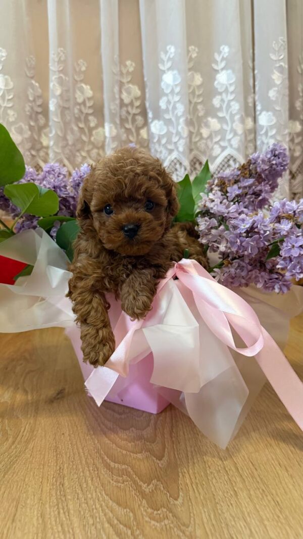 Tizian Maltipoo Tizian Maltipoo