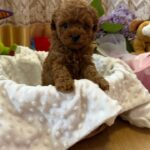 Tizian-male-Maltipoo-puppy-for sale-4
