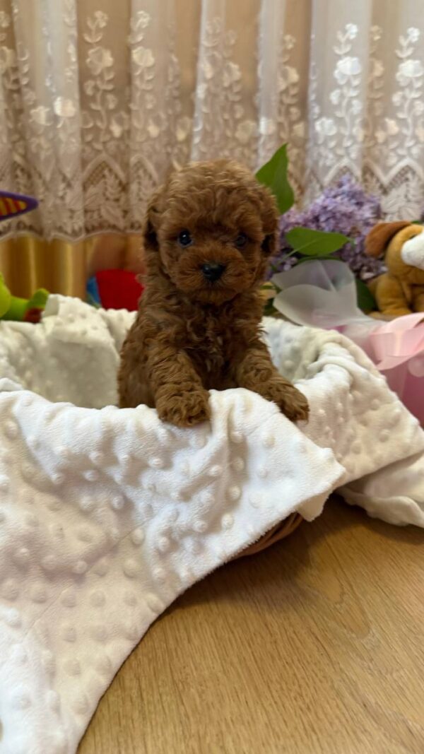 Tizian Maltipoo Tizian Maltipoo
