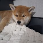 Torro-male-Shiba-Inu-puppy-for-sale-1 (1)