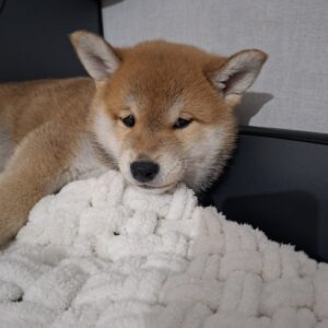 Torro Shiba Inu Torro Shiba Inu
