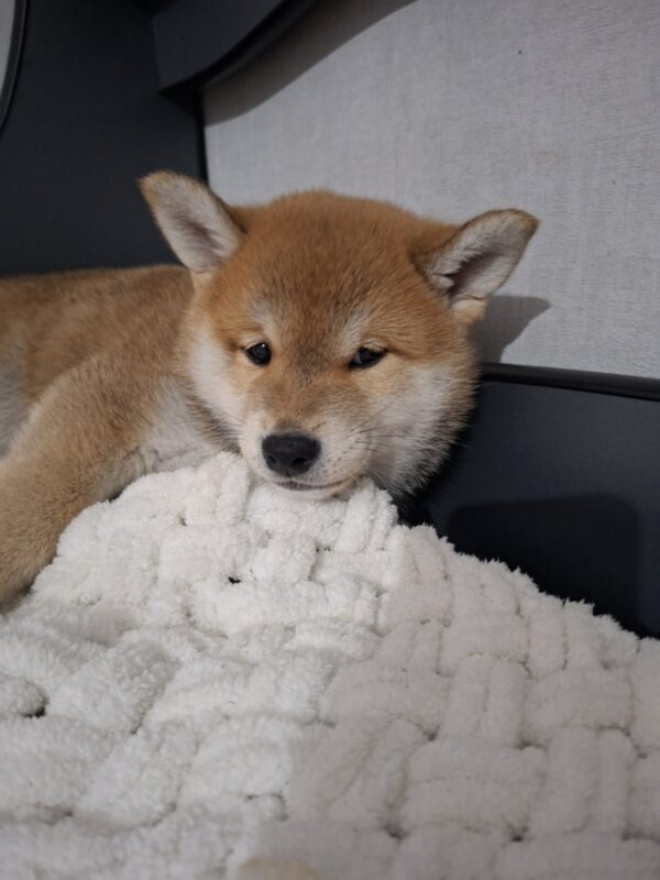 Torro Shiba Inu Torro Shiba Inu