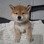 Torro-male-Shiba-Inu-puppy-for-sale-1 (2)
