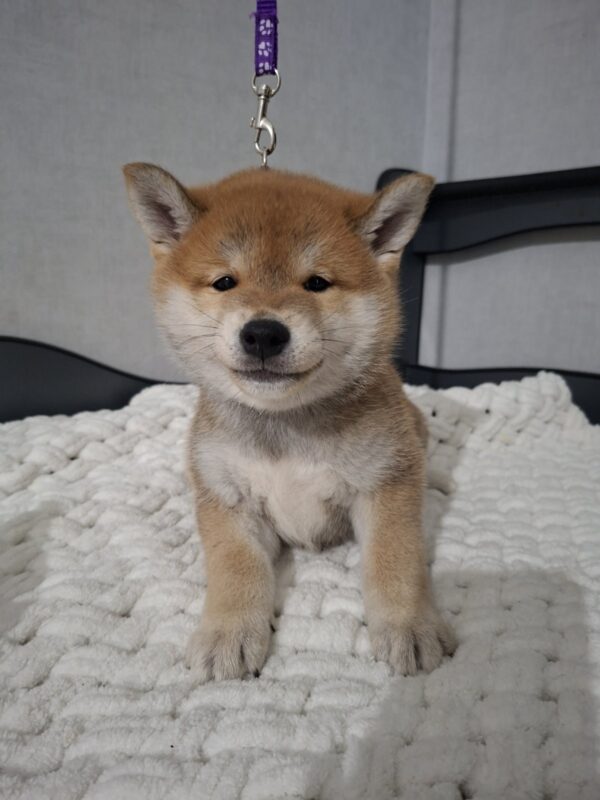 Torro Shiba Inu Torro Shiba Inu