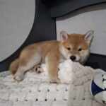 Torro-male-Shiba-Inu-puppy-for-sale-1 (3)