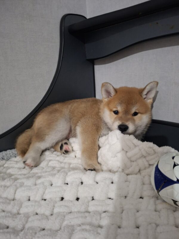 Torro Shiba Inu Torro Shiba Inu