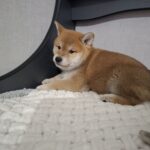 Torro-male-Shiba-Inu-puppy-for-sale-1 (4)