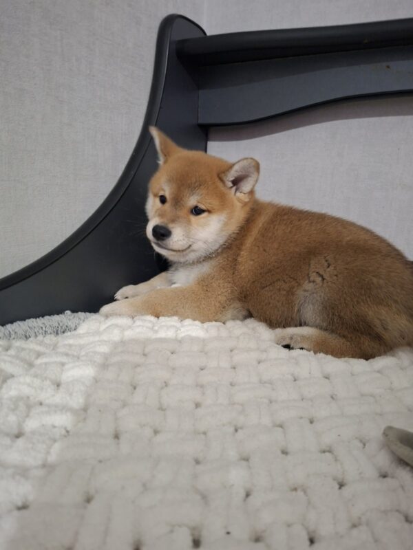 Torro Shiba Inu Torro Shiba Inu