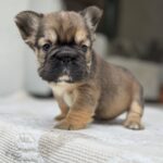 Totti-female-French-Bulldog-puppy-for-sale-1