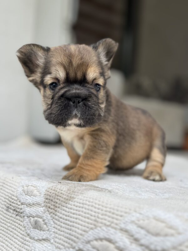 Totti Fluffy French Bulldog Totti Fluffy French Bulldog