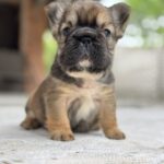Totti-female-French-Bulldog-puppy-for-sale-2
