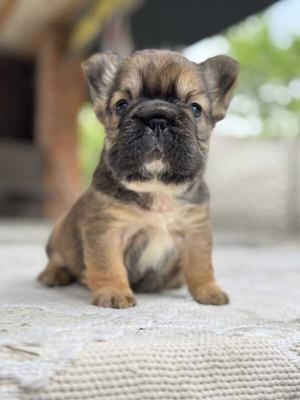 Totti Fluffy French Bulldog Totti Fluffy French Bulldog