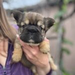 Totti-female-French-Bulldog-puppy-for-sale-3