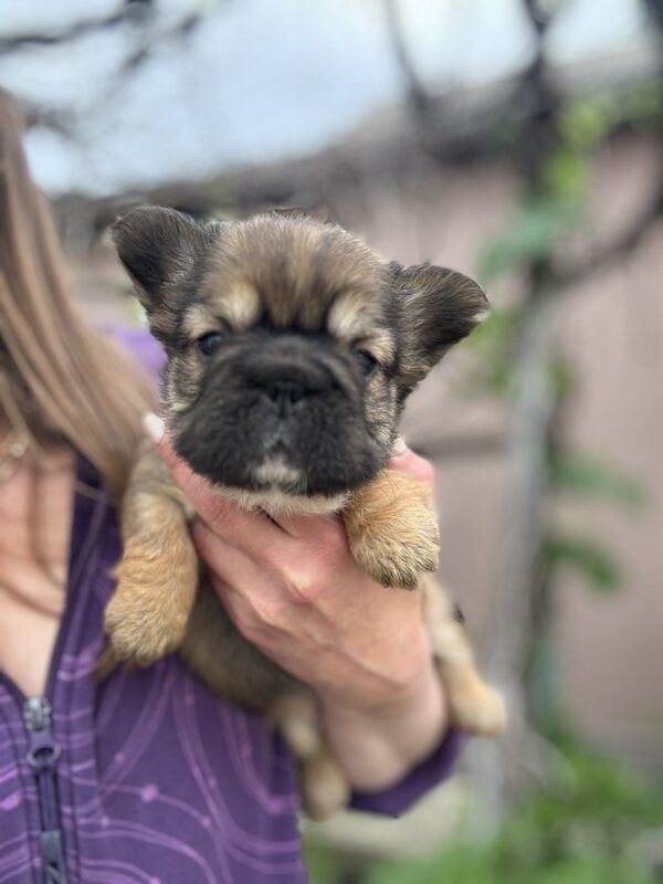 Totti Fluffy French Bulldog Totti Fluffy French Bulldog