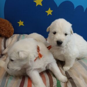 Tussa White Swiss Shepherd Tussa White Swiss Shepherd
