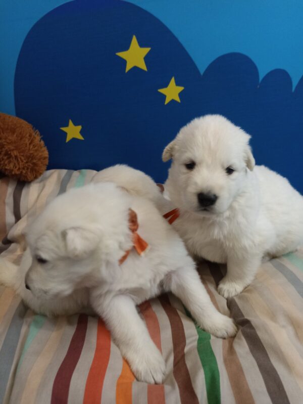 Tussa White Swiss Shepherd Tussa White Swiss Shepherd