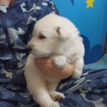 Tussa-female-White-Swiss-Shepherd-puppy-for-sale-2
