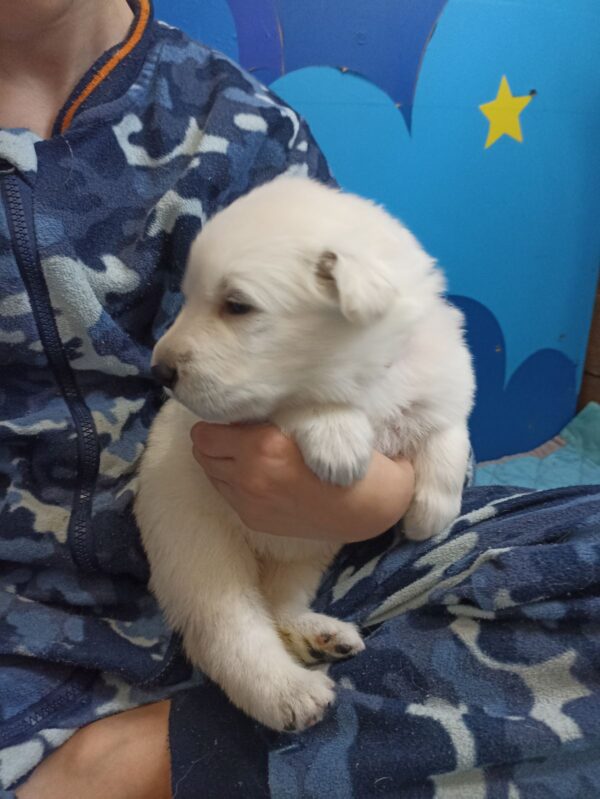 Tussa White Swiss Shepherd Tussa White Swiss Shepherd