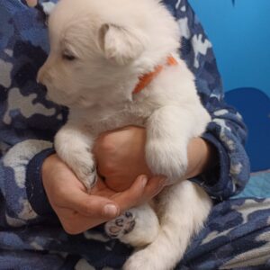 Tussa White Swiss Shepherd Tussa White Swiss Shepherd