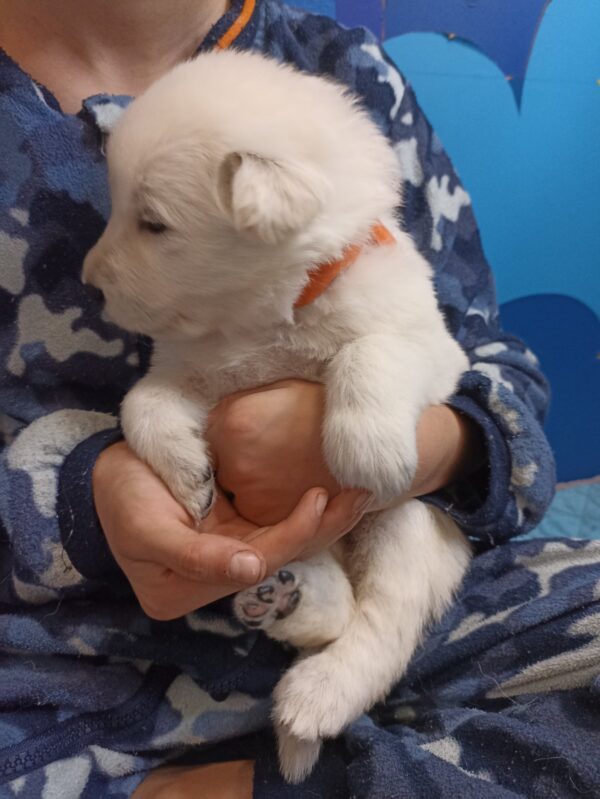 Tussa White Swiss Shepherd Tussa White Swiss Shepherd