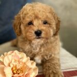 Ulysses-male-maltipoo-puppy-for-sale-1 (1)