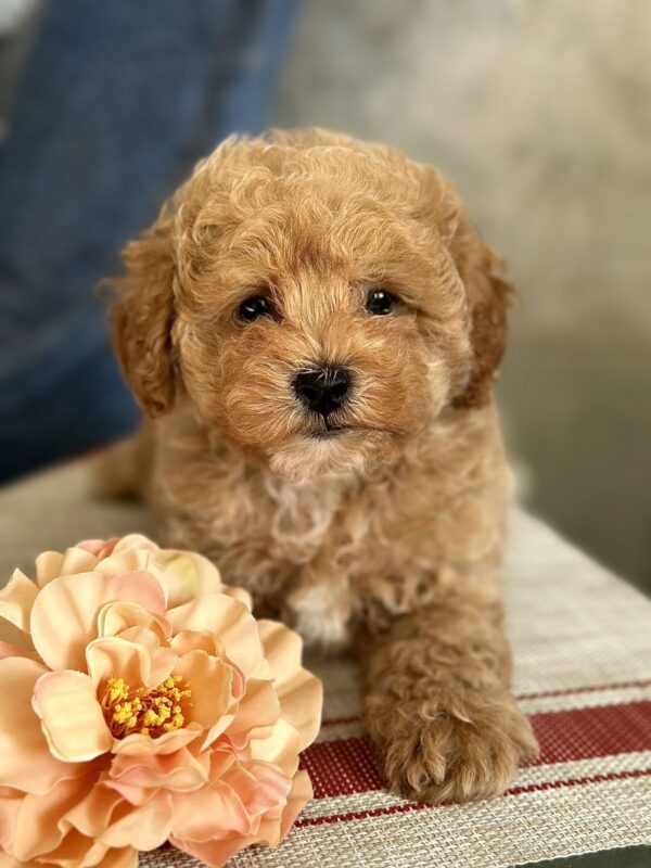 Ulysses Maltipoo Ulysses Maltipoo
