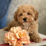 Ulysses-male-maltipoo-puppy-for-sale-1 (2)
