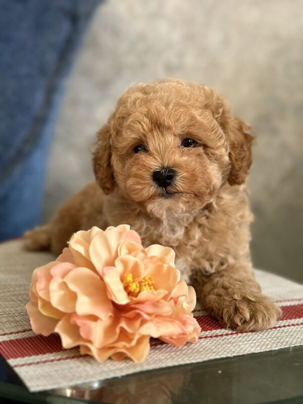 Ulysses Maltipoo Ulysses Maltipoo