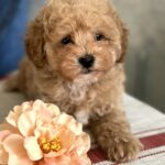 Ulysses-male-maltipoo-puppy-for-sale-1 (3)