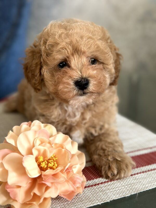 Ulysses Maltipoo Ulysses Maltipoo