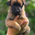 Valdai-male-Malinois-puppy-for-sale-1 (1)(1)