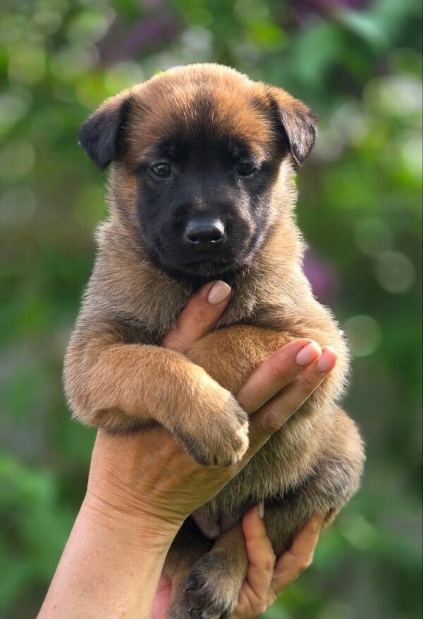 Valdai Malinois Valdai Malinois
