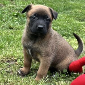 Valdai Malinois Valdai Malinois