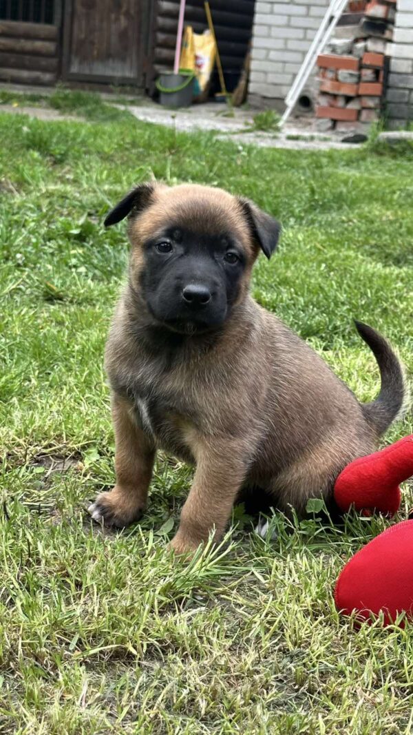Valdai Malinois Valdai Malinois