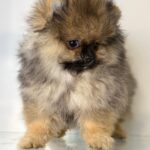 Vanessa-female-Pomerania-puppy-for sale-2