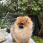 Vanessa-female-Pomerania-puppy-for sale-3