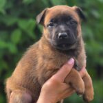 Venera-female-Malinois-puppy-for-sale-1 (1)