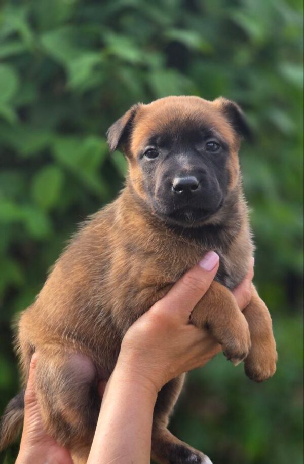 Venera Malinois Venera Malinois