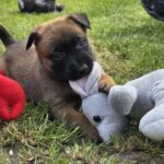 Venera-female-Malinois-puppy-for-sale-1 (2)