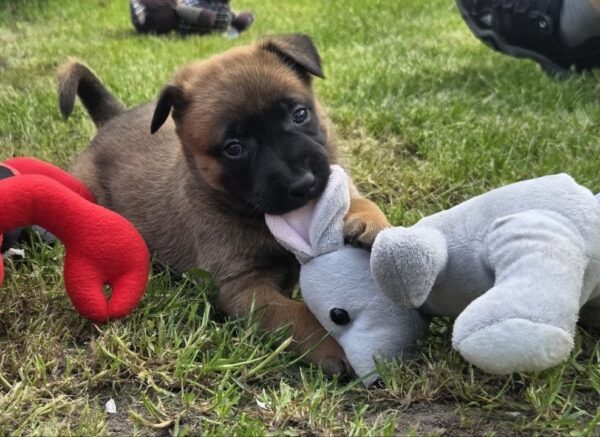 Venera Malinois Venera Malinois