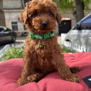 Veron Toy Poodle Veron Toy Poodle