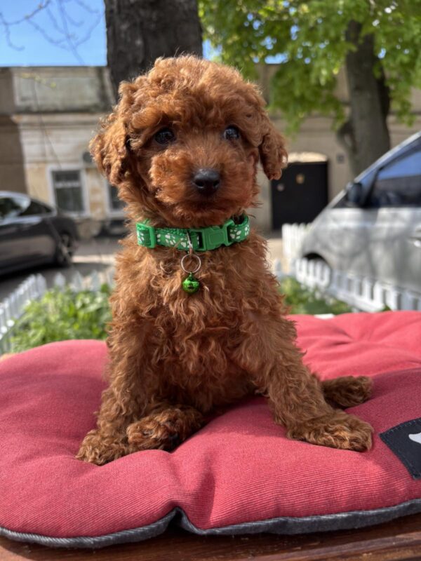 Veron Toy Poodle Veron Toy Poodle